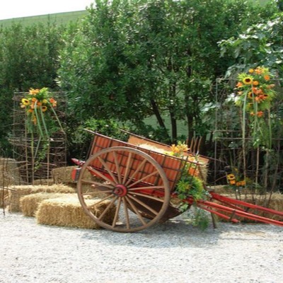 Decoraciones y plantas de alquiler